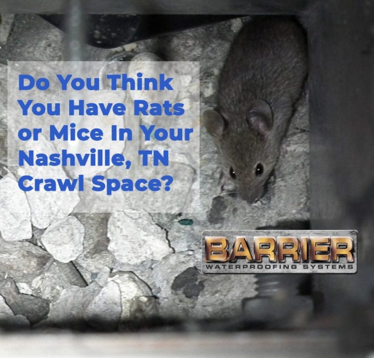 Rats or mice in a dark dirty crawl space rodent infestation
