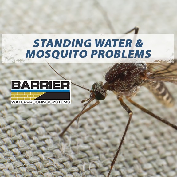 Standing water mosquito breeding population by your home
