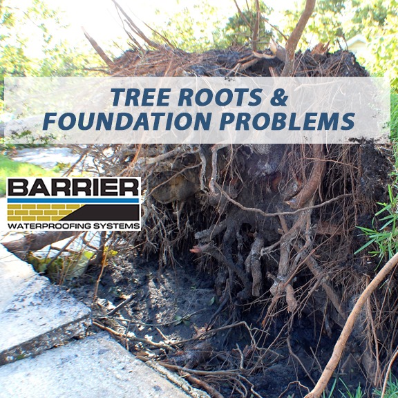 Tree roots exposed after tree falling from tree roots foundation damage
