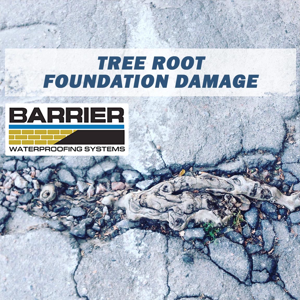Photo of tree roots breaking concrete to depict tree root foundation damage