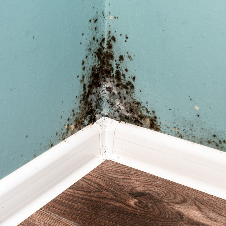 Mold and Mildew Growth on Basement