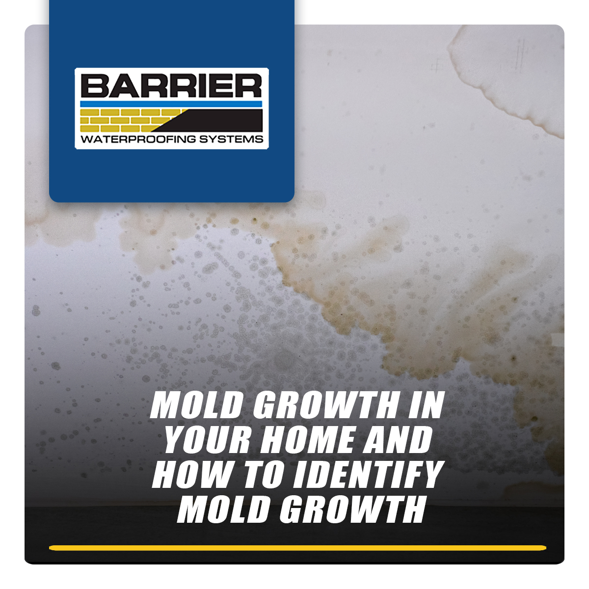Mold Growth In Your Home and How To Identify Mold Growth